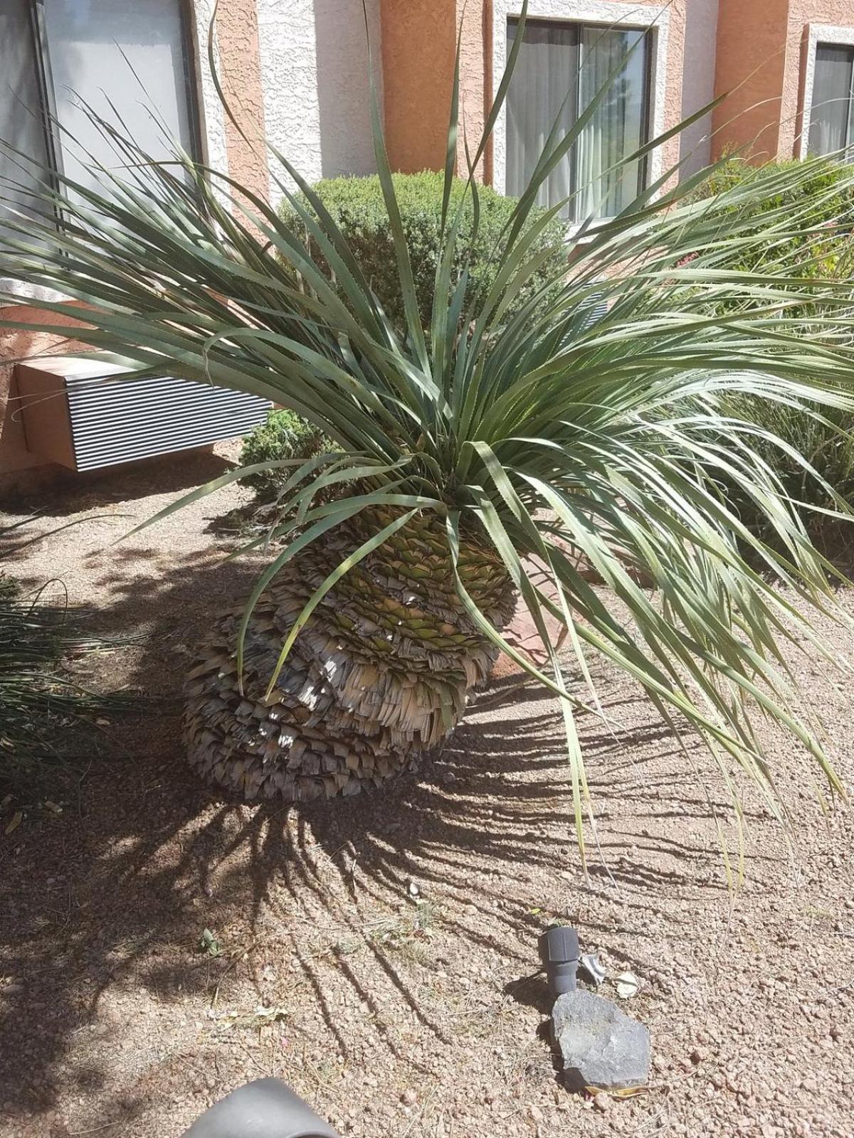 Days Inn By Wyndham Camp Verde Arizona Exterior foto